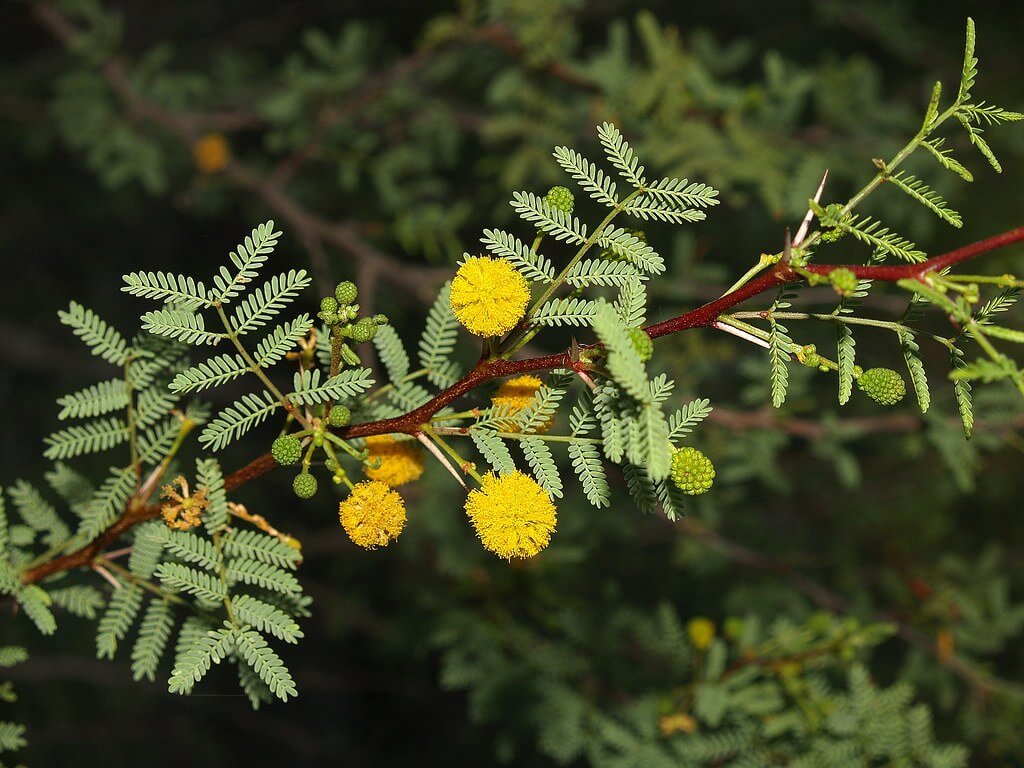 Acacia constricta